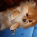 Mi pome
